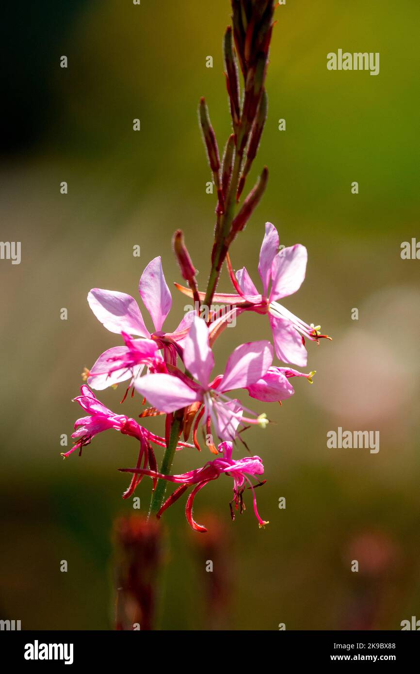 Porträt von Gaura lindheimeri rosa Blume auf dem Stamm im Garten Oenothera lindheimeri Stockfoto