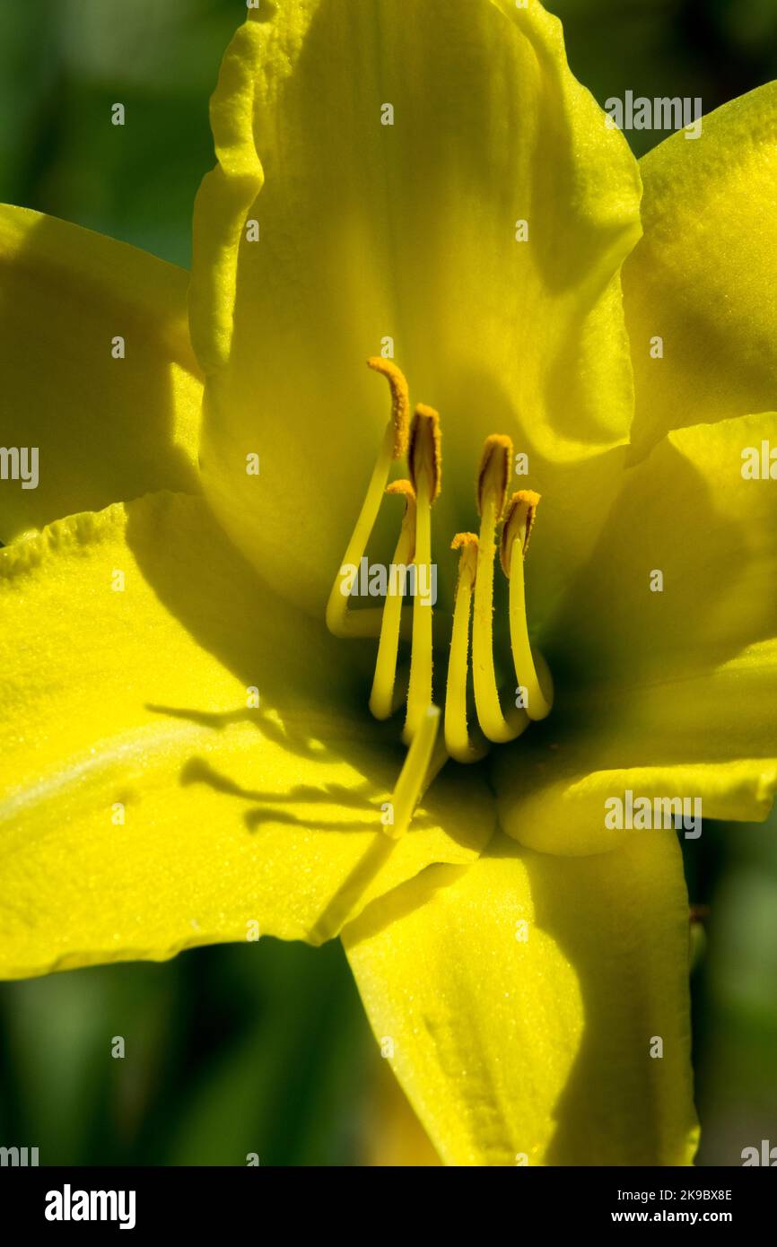 Schön, Gelb, Blume, Daylilie, Hemerocallis, „Northbrook Star“-Blumendetail mit Stylen Stockfoto