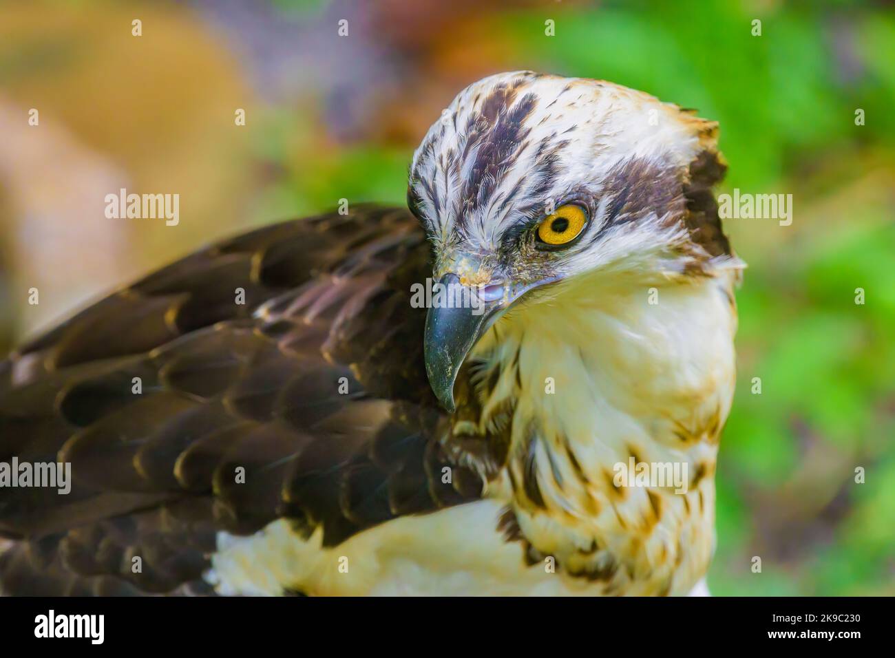 Nahaufnahme eines rotschwanz-Falken. Selektiver Fokus auf das Auge. Stockfoto