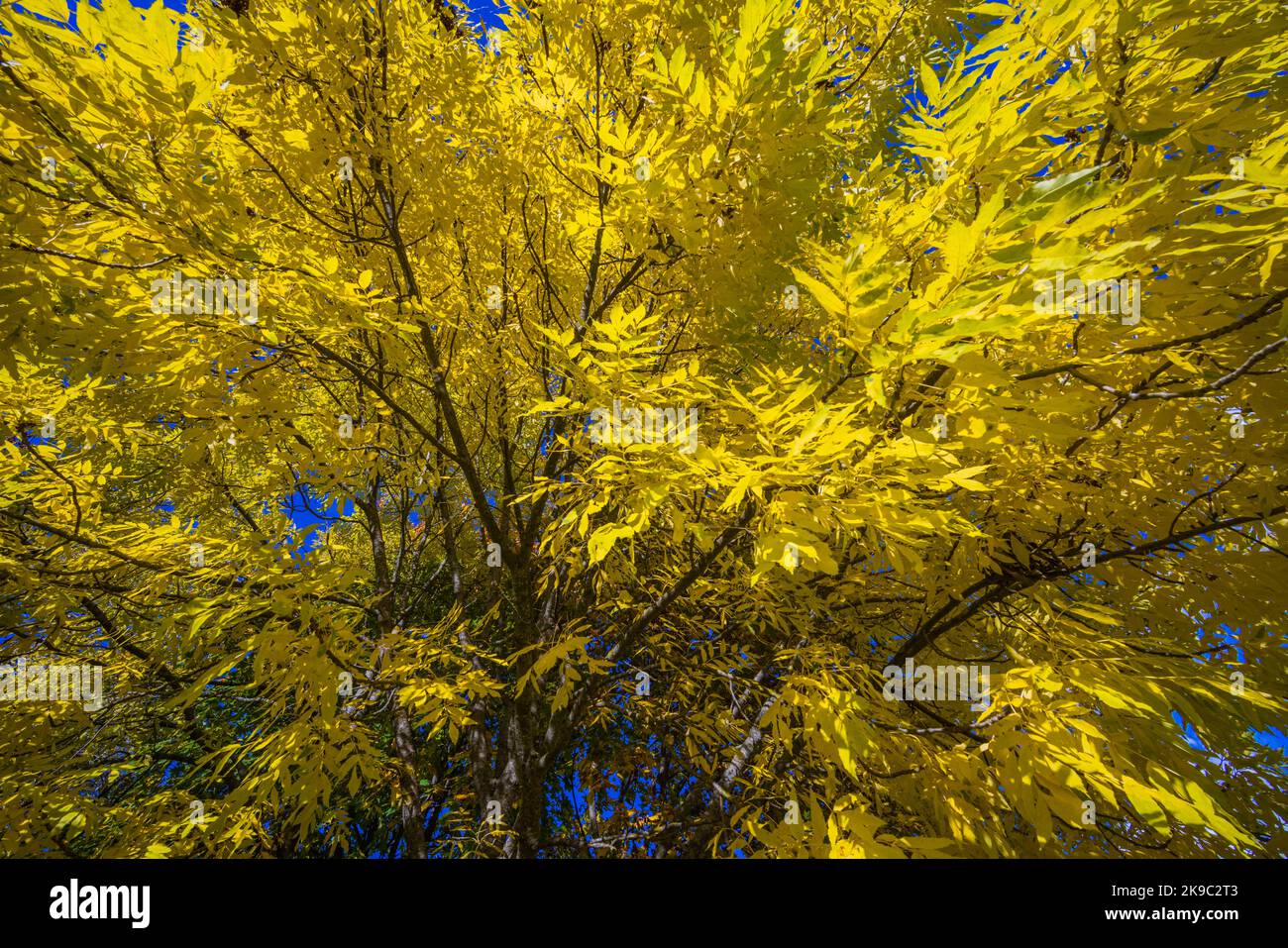 Bunte Blätter eines Baumes im Herbst, herbstlicher Hintergrund Stockfoto