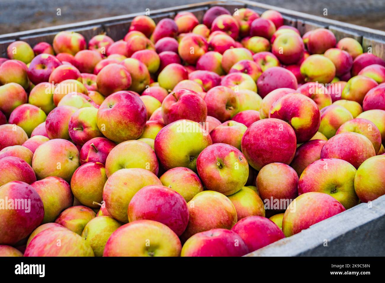 Frisch gepflückte Äpfel, die in Holzkisten gelagert werden, um sie vom Obstgarten zu transportieren Stockfoto