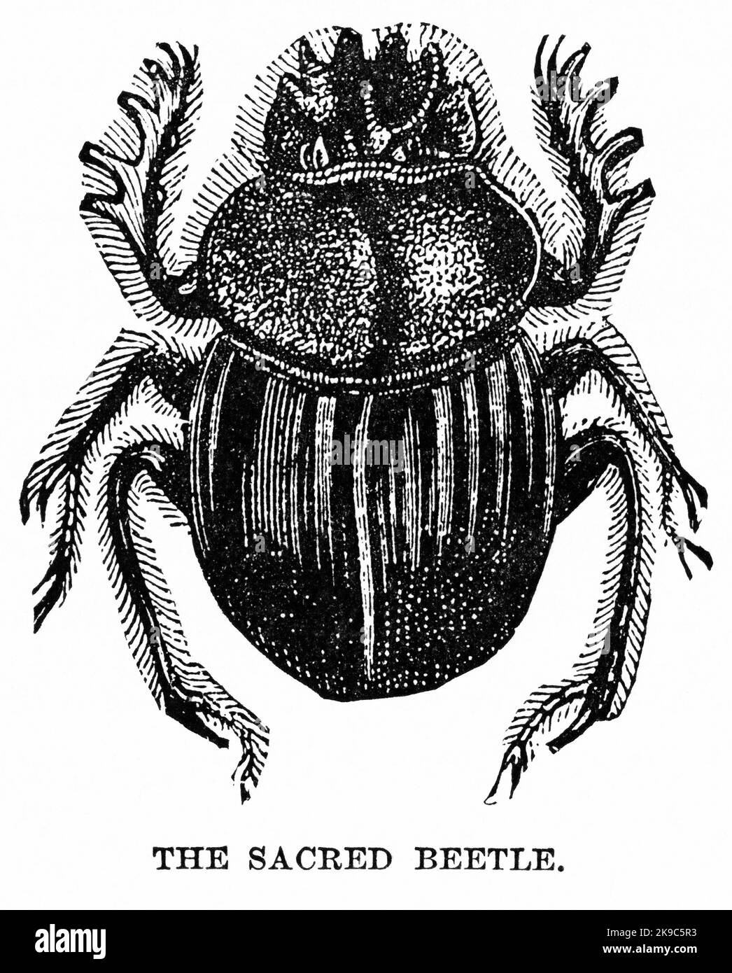 The Sacred Beetle, Illustration, Ridpath's History of the World, Band I, von John Clark Ridpath, LL. D., Merrill & Baker Publishers, New York, 1894 Stockfoto