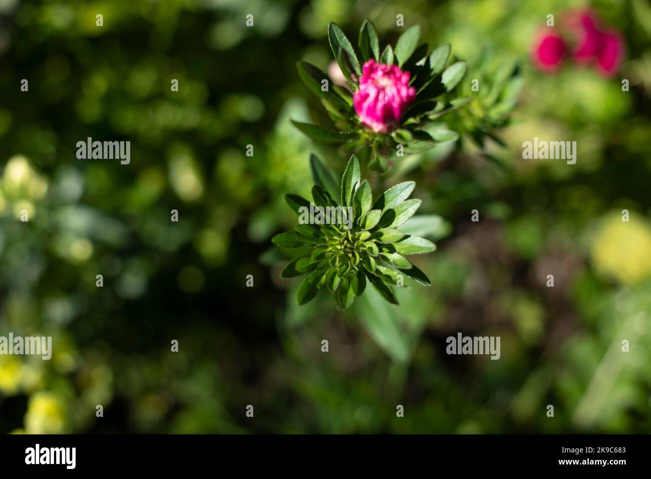 Blumen im Garten. Details der Natur. Natürlicher Hintergrund. Frühjahrsblüte. Stockfoto