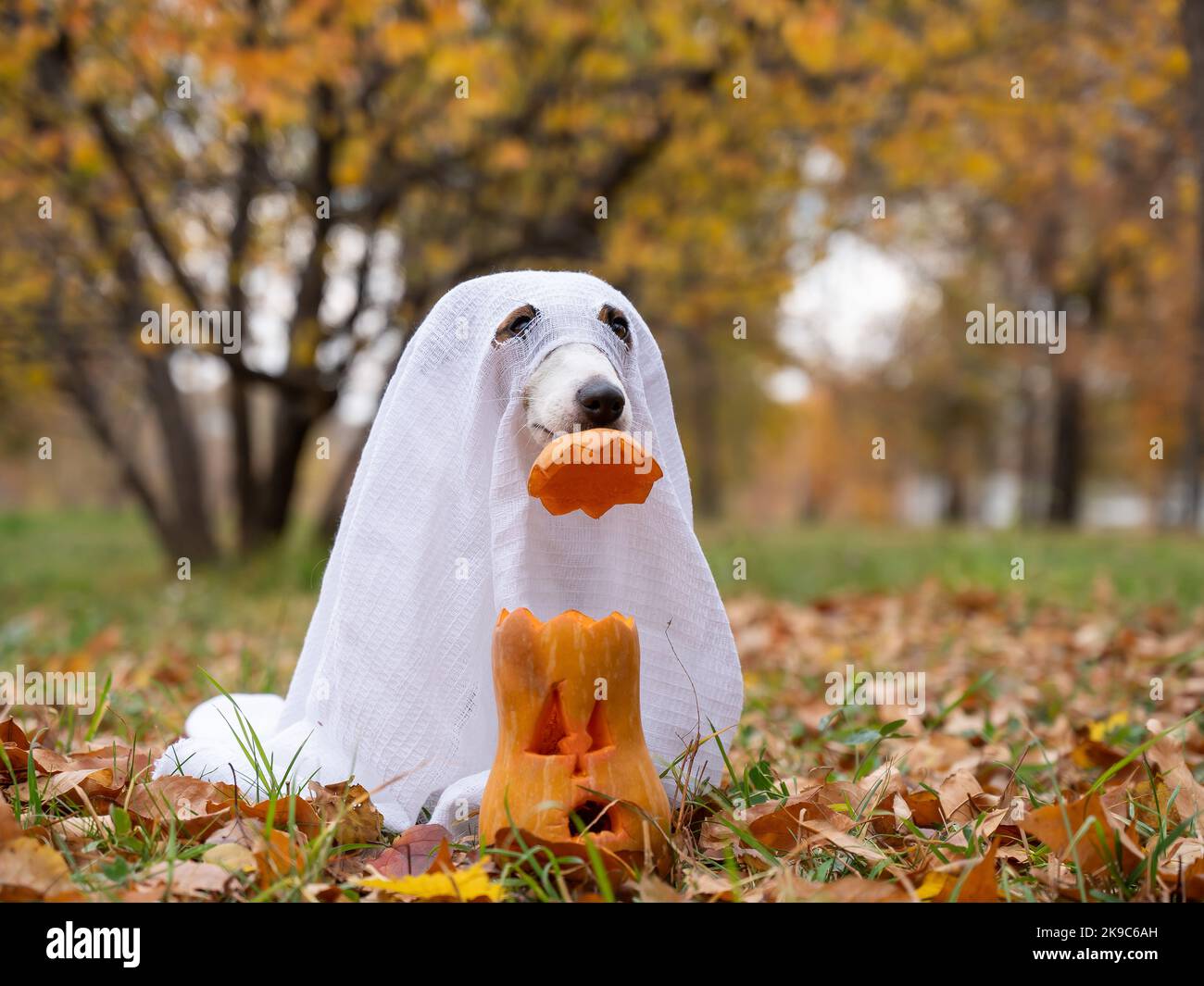 Jack Russell Terrier Hund in einem Geisterkostüm setzt eine Kürbismütze auf eine Jack-o-Laterne im Herbstwald. Stockfoto