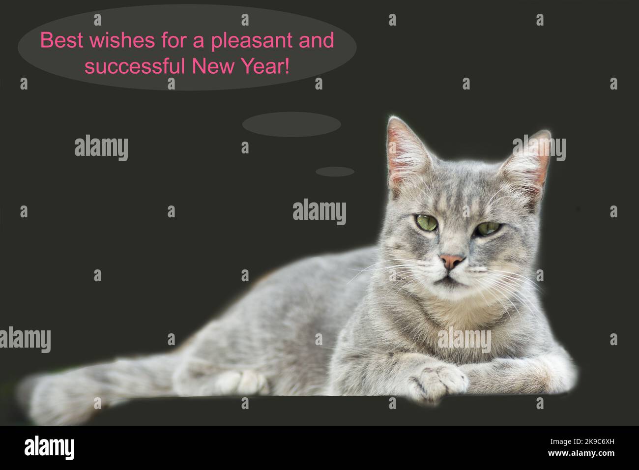 Frohes neues Jahr Grüße minimalistischen Stil mit Katze Bild und Text Postkarte Stockfoto