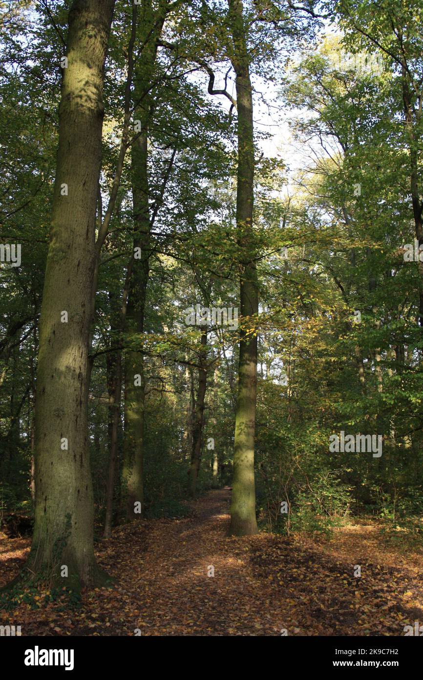 Blick auf einen Wanderweg im Frankfurter Stadtwald Stockfoto Blick auf einen Wanderweg im Frankfurter Stadtwald Stockfoto