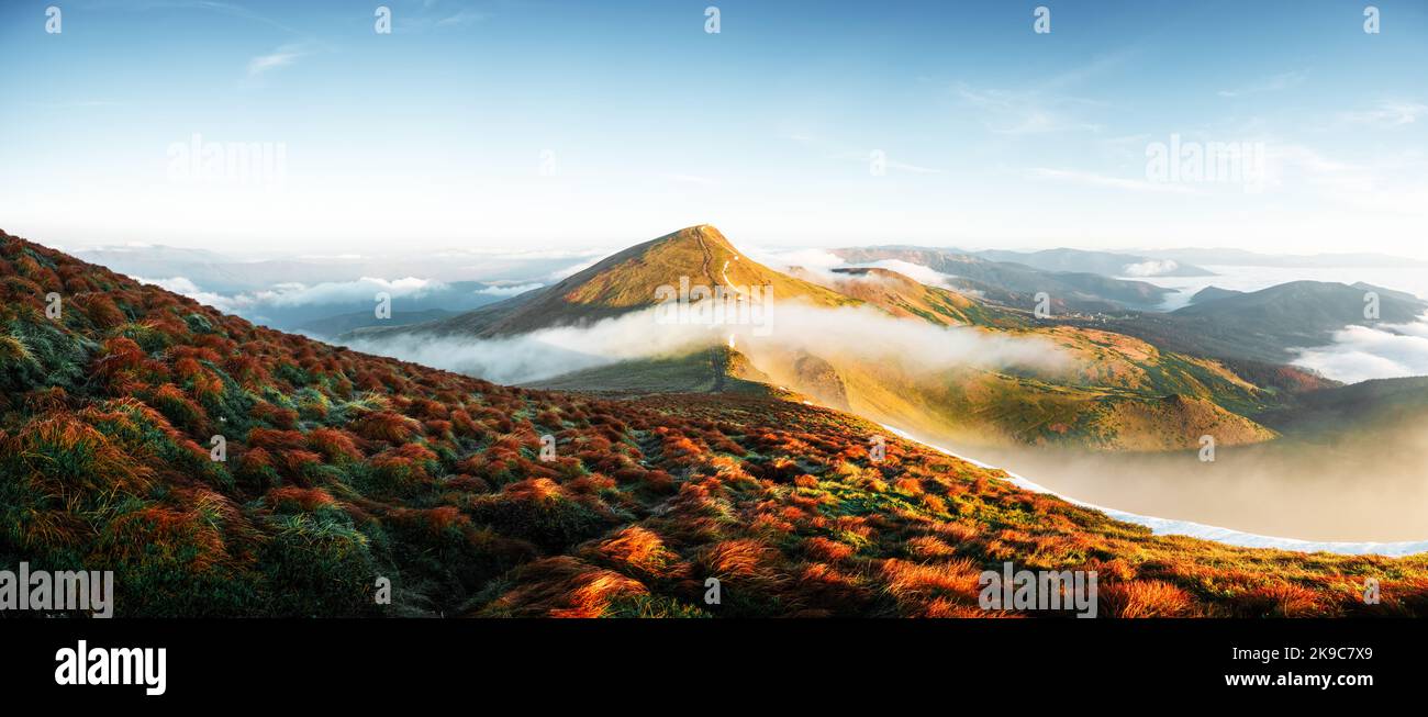 Orangengras zittert im Wind in den Herbstbergen bei Sonnenaufgang. Ein sanfter Nebel fließt durch die Berggipfel. Karpaten, Ukraine. Landschaftsfotografie Stockfoto