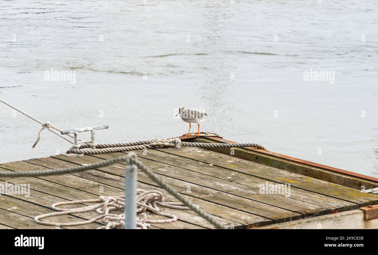 Gewöhnlicher Rotschenkel im Wintergefieder am Pier River Blyth Southwold suffolk 2022 Stockfoto