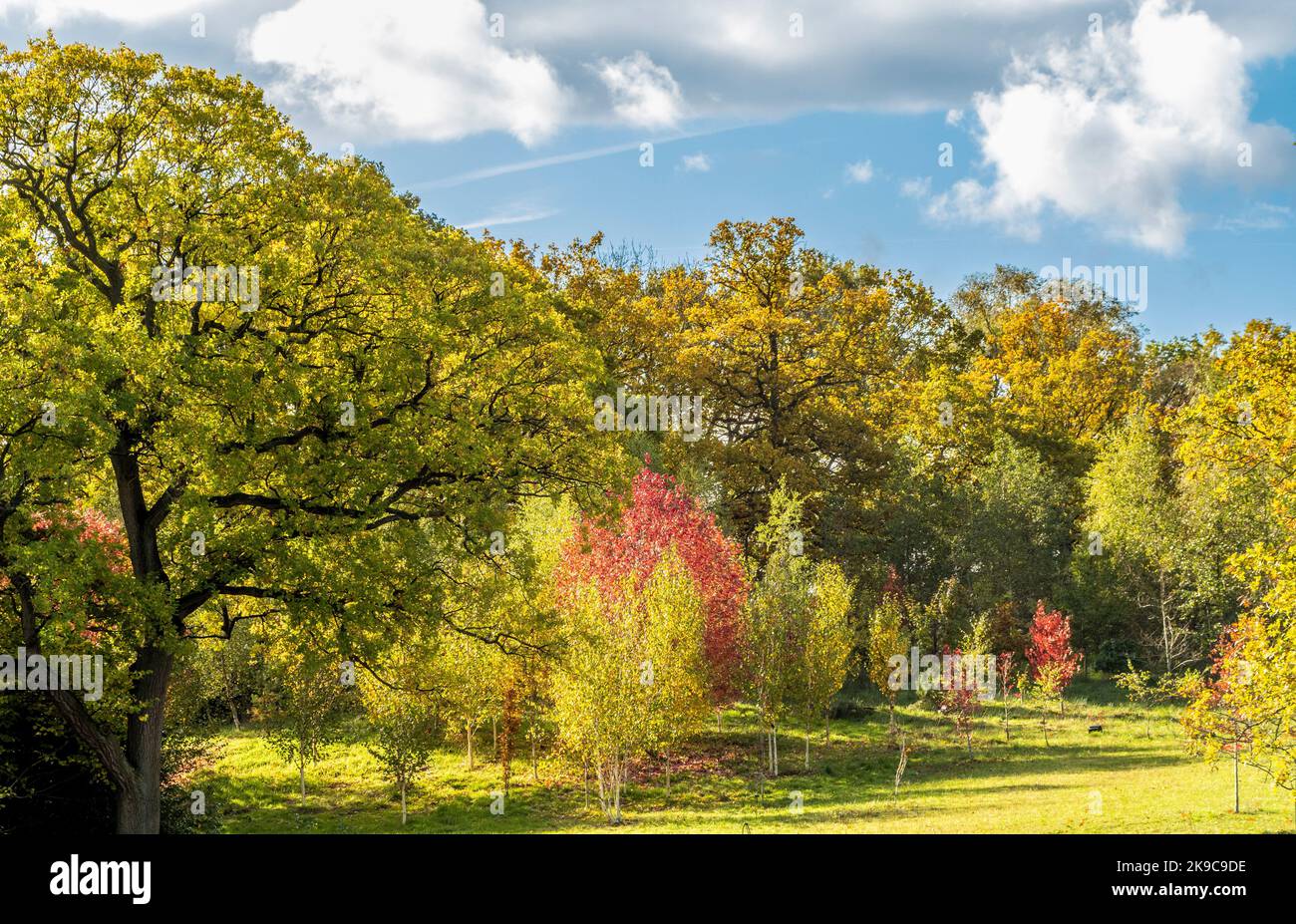 Rote, grüne und goldene Blätter reifer und junger Bäume im Herbst, gesehen gegen einen blauen Himmel. Stockfoto
