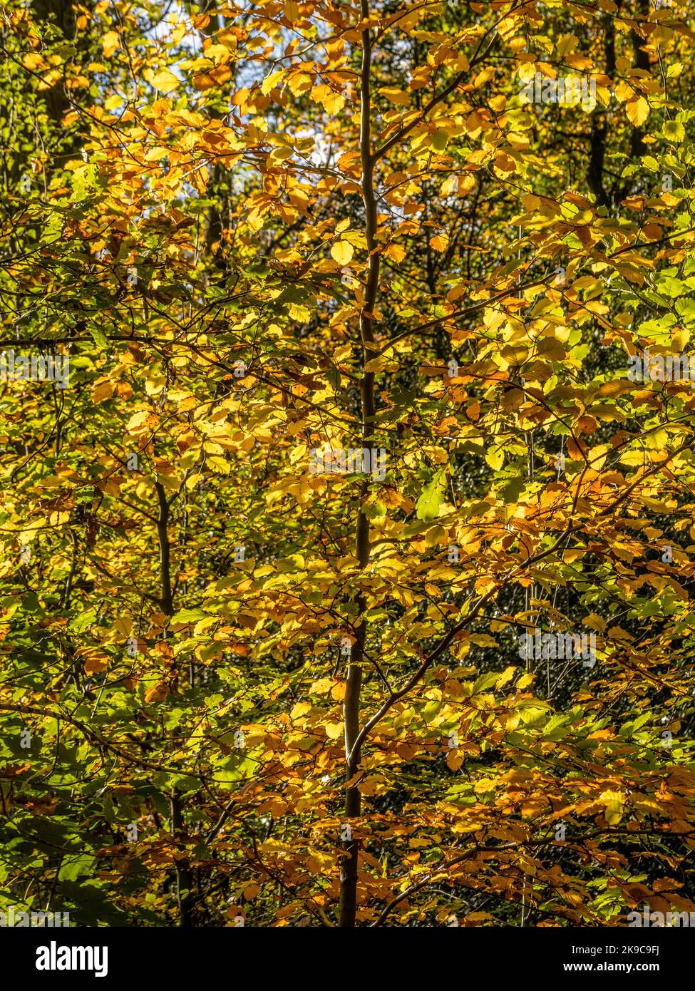 Beleuchtete goldene Blätter einer Buche im Herbst, die in einem britischen Wald wächst. Stockfoto