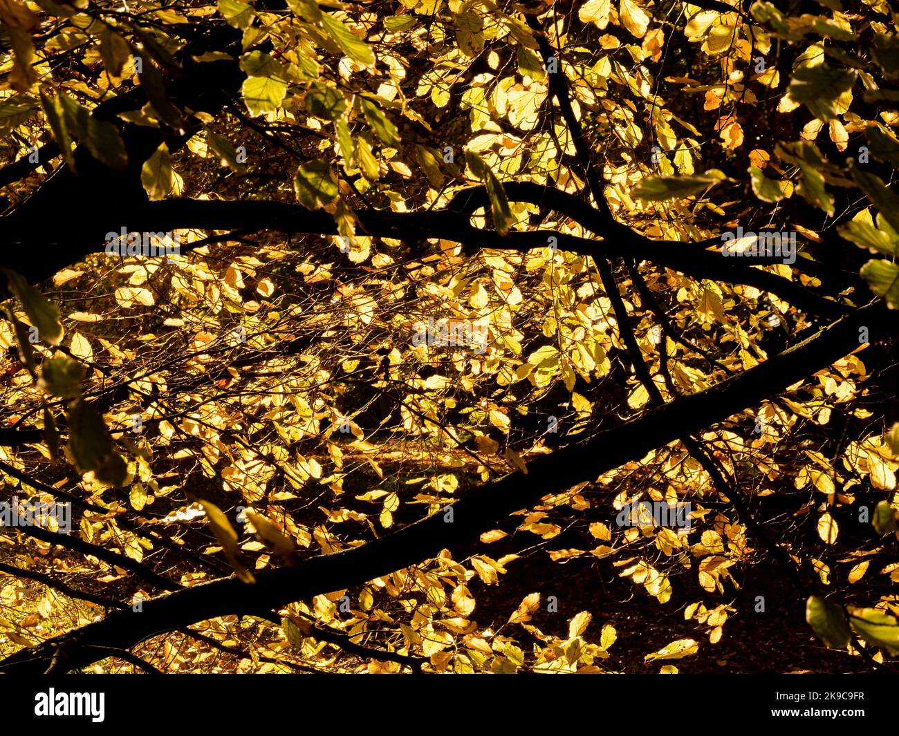 Goldene Blätter mit Hintergrundbeleuchtung auf den silhouettierten Zweigen einer Buche im Herbst, die in einem britischen Garten wächst. Stockfoto