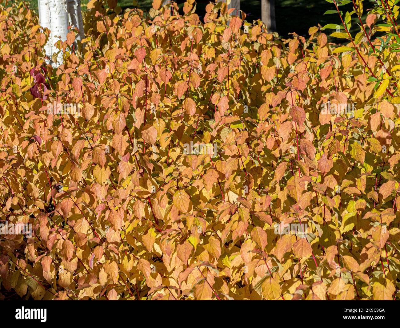 Sonnenbeschienenen goldenen Blättern von Cornus 'Midwinter Fire', auch bekannt als Dogwood, in einem Herbstgarten. Stockfoto