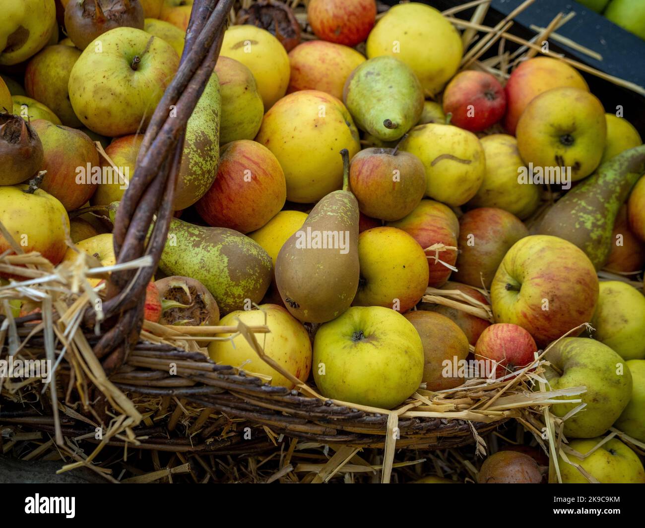 Nahaufnahme eines Weidenkorbes mit Äpfeln, Birnen und Mispel-Früchten. Stockfoto