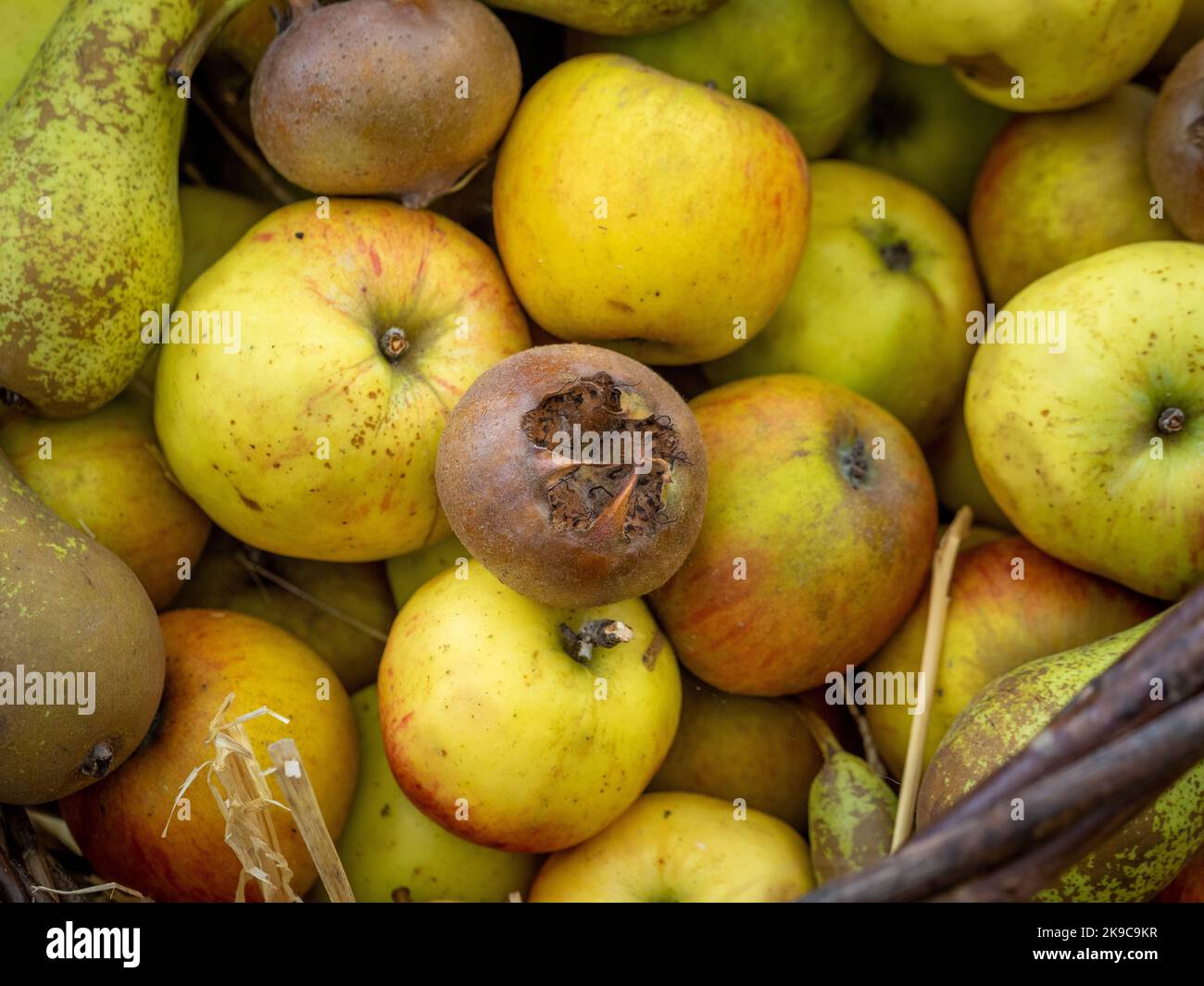 Nahaufnahme einer Mispel-Frucht im Korb mit Äpfeln und Birnen. Stockfoto