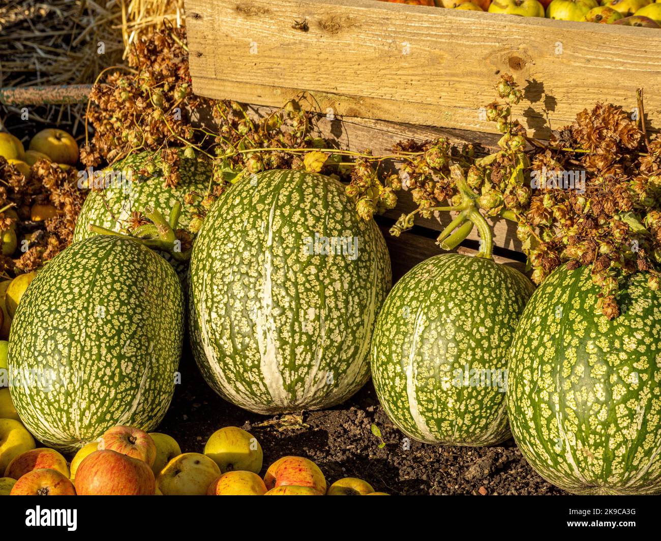 Geerntete Feigenblatt-Kürbisse, die in einem britischen Garten in der Sonne aushärten. Stockfoto