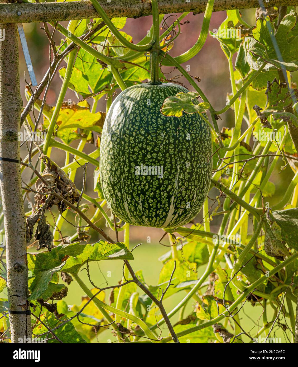 Feigenblatt-Kürbis, der auf einem Holzrahmen in einem britischen Garten wächst. Stockfoto