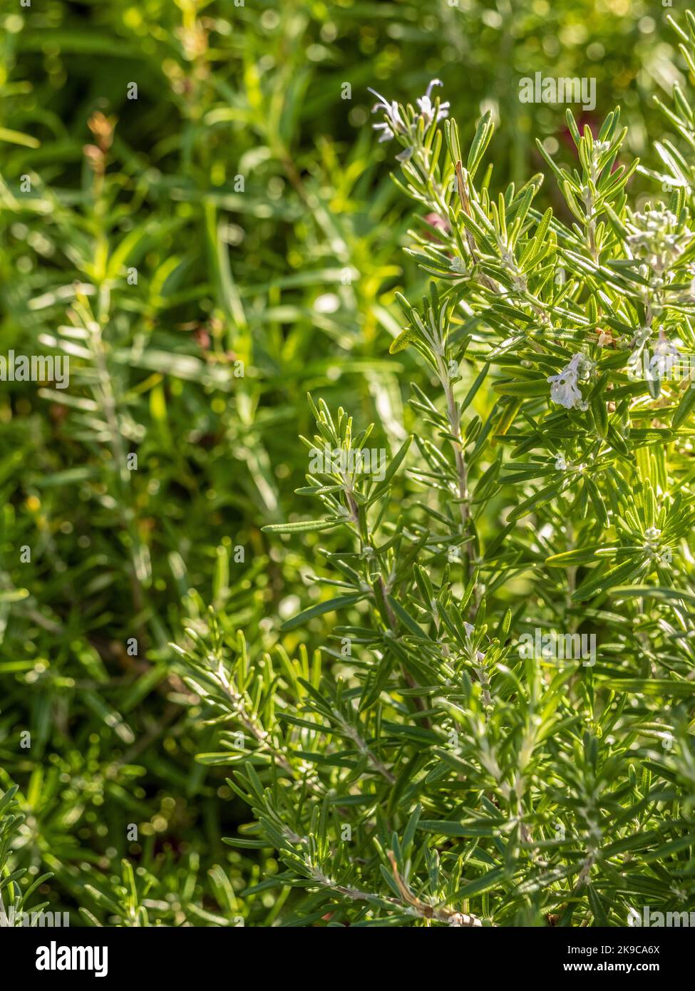 Rosmarin (Rosmarinus officinalis ‘albus’) wächst in einem britischen Garten. Stockfoto