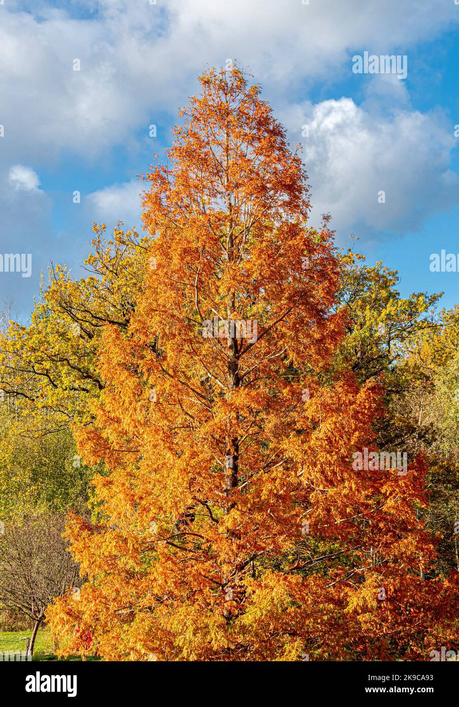Golden Tree im Herbst wächst in einem britischen Garten mit Bäumen mit grünen Blättern in der Ferne Stockfoto