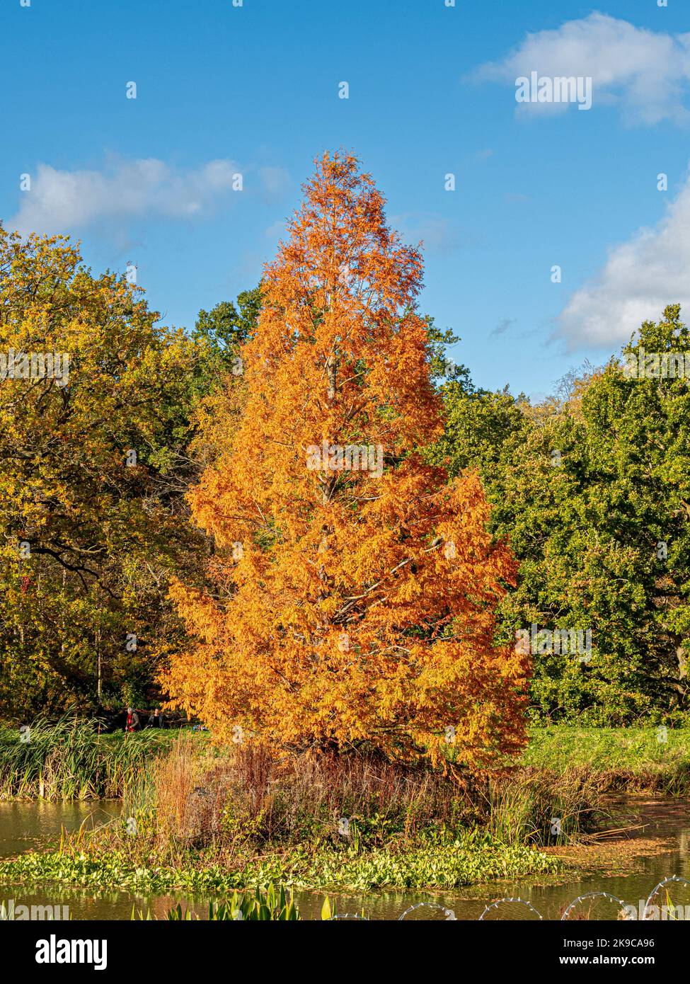 Golden Tree im Herbst wächst in einem britischen Garten mit Bäumen mit grünen Blättern in der Ferne Stockfoto