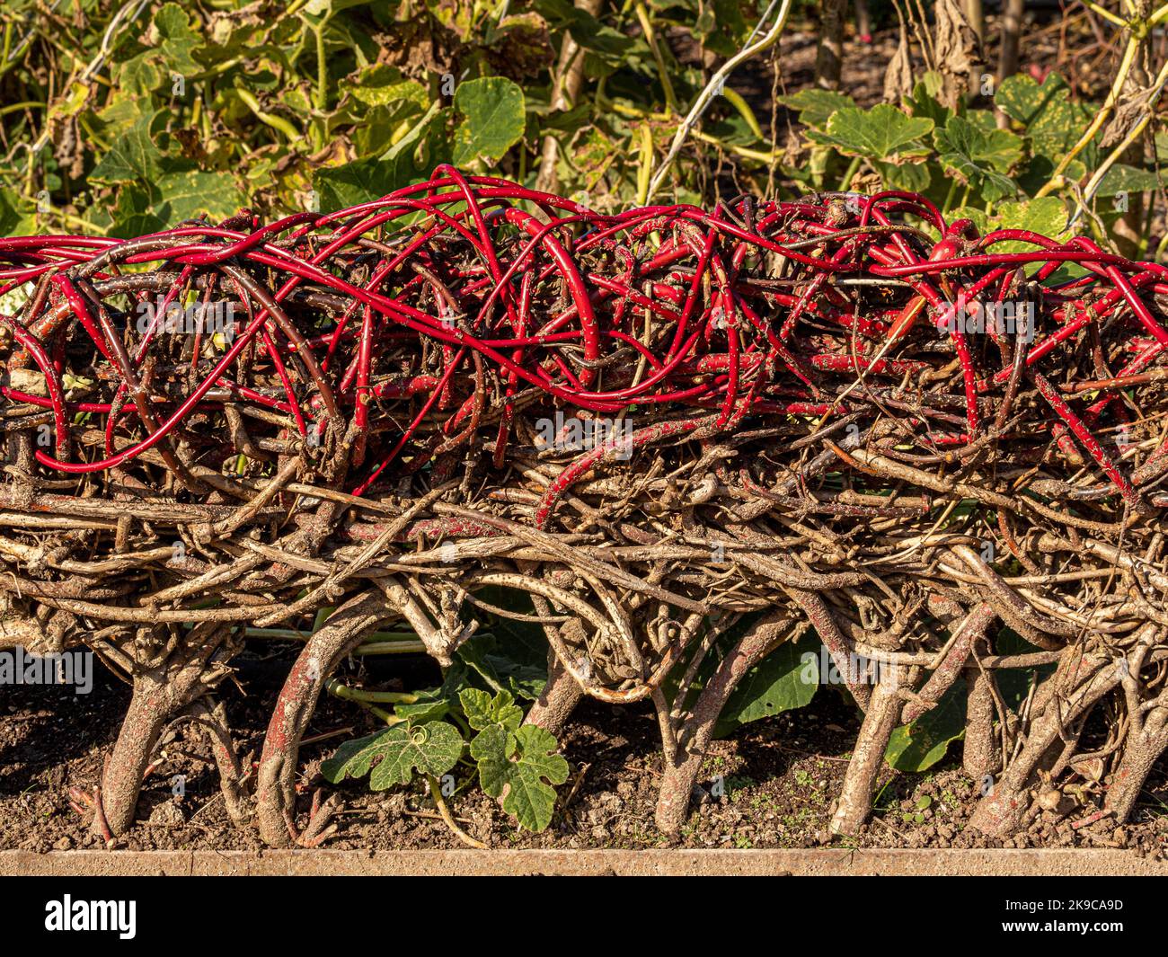 Gewebte Stängel bilden einen lebenden Zaun in einem britischen Garten. Stockfoto