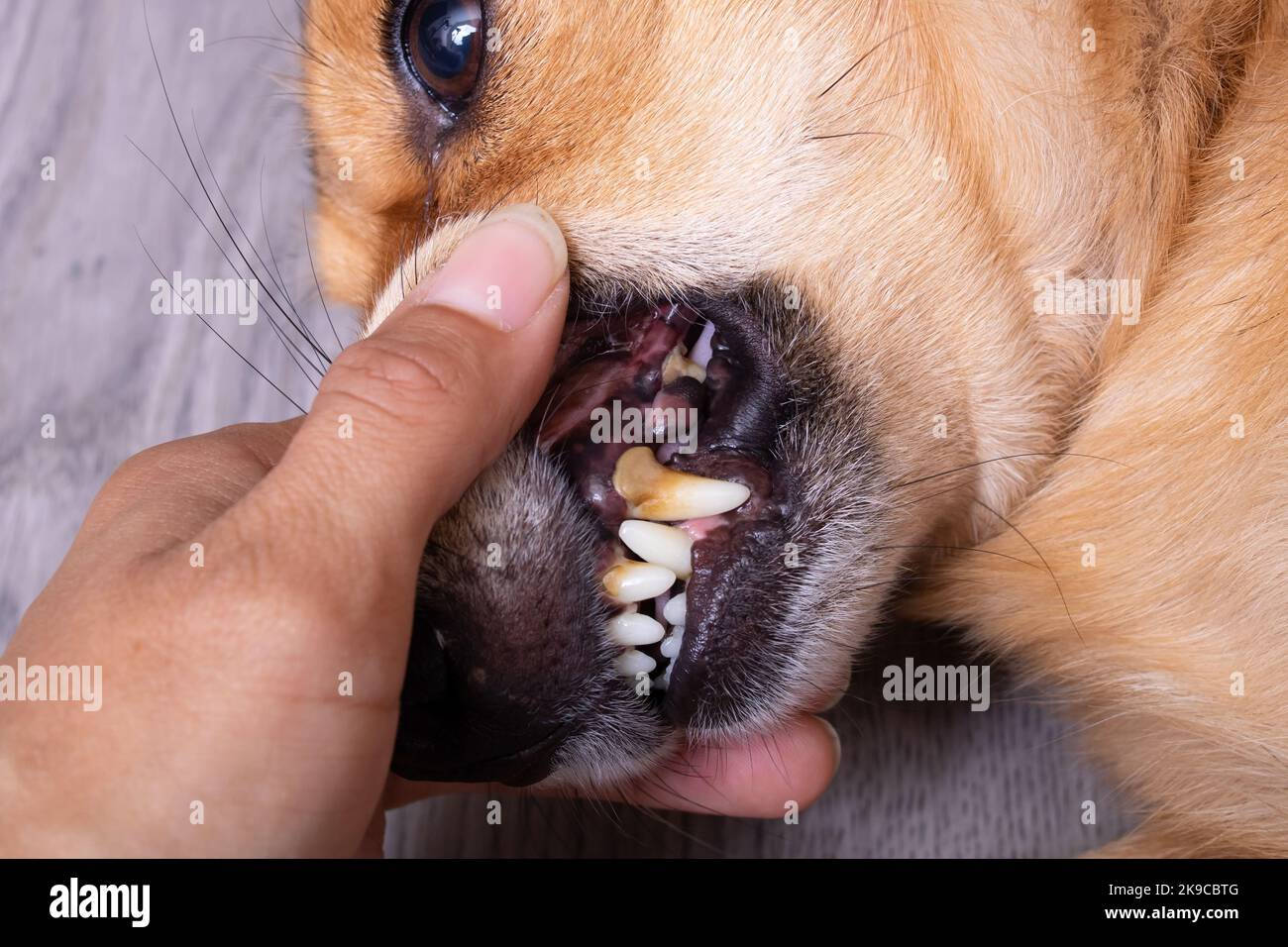 Epulis -Fotos und -Bildmaterial in hoher Auflösung – Alamy