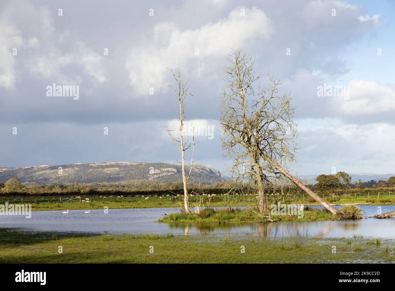 Ein permanent überflutetes Feld, das Lucy's Pond am Castle Head, Field Studies Council in Grange over Sands, Cumbria, Lake District, Großbritannien, bildet Stockfoto