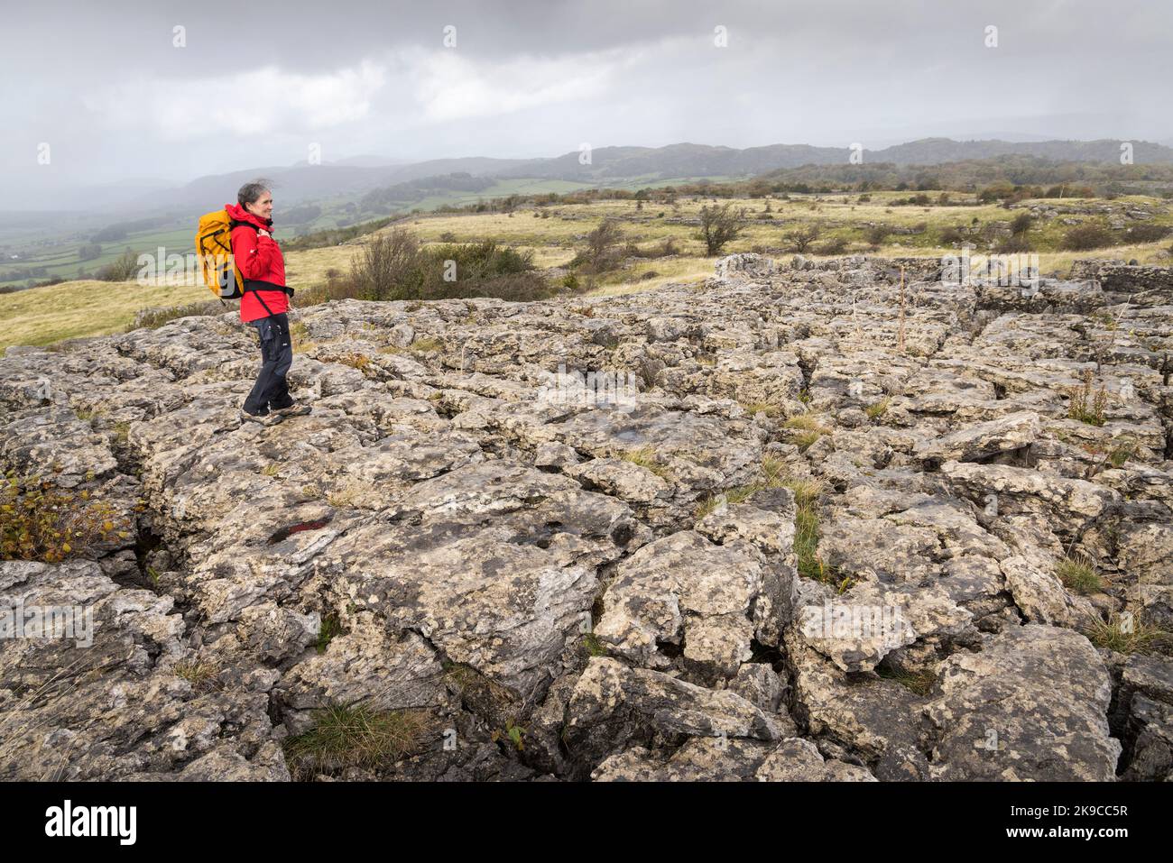 Kalksteinpflaster, Hampsfell, Cumbria, Großbritannien Stockfoto
