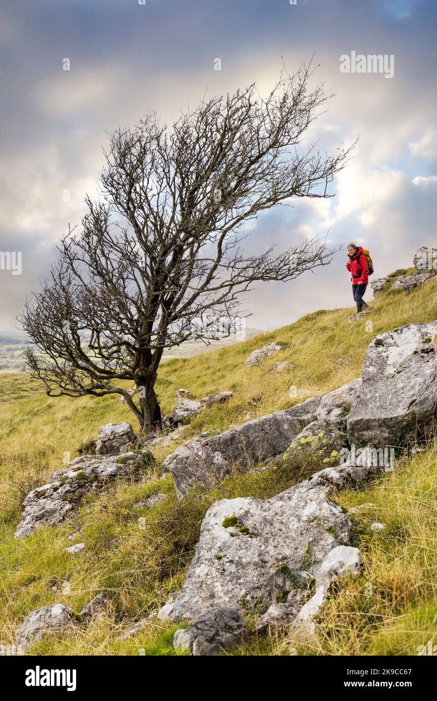 Windgepeitschte Bäume und Spaziergänger auf Hampsfell, Lake District, England, Großbritannien Stockfoto