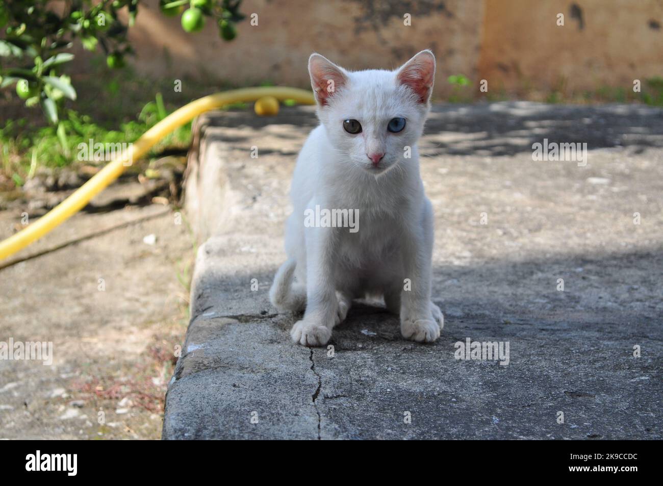 Eine Katze mit Heterochromie Stockfoto