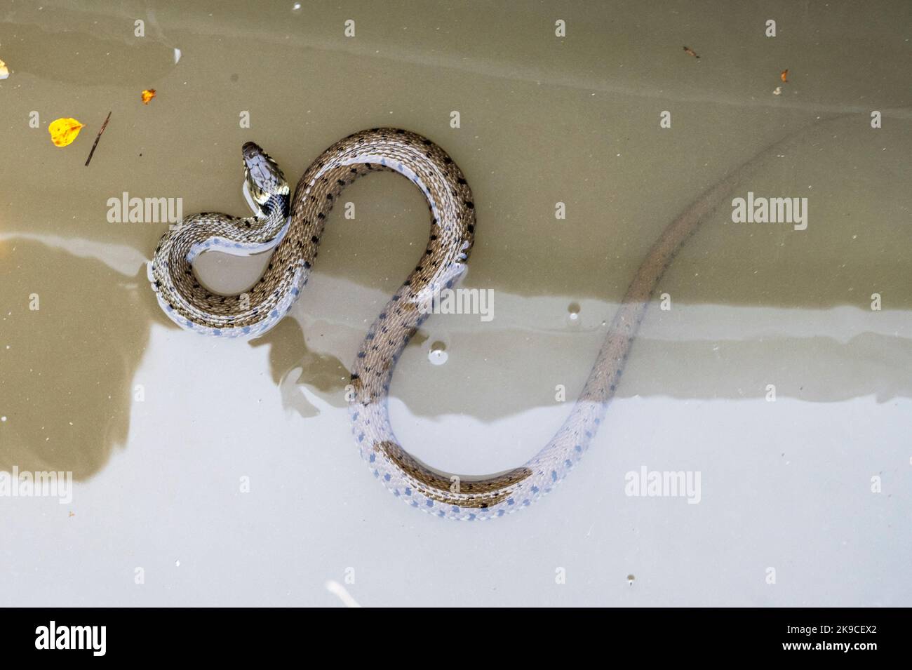 Eine Grasschlange, natrix natrix, schwimmt im Kennet und Avon Canal, in Wiltshire, England. Stockfoto