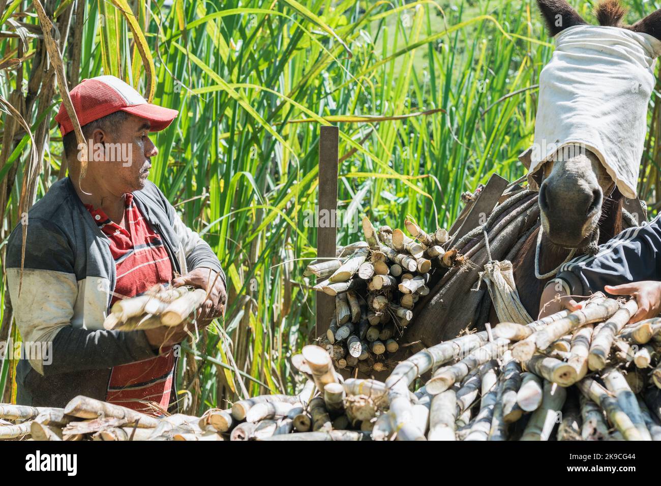 kolumbianischer Muleteer greift nach frisch geschnittenem Zuckerrohr, um sein Maultier zu laden. Brauner Mann, der in der Mittagssonne inmitten eines Zuckerrohrfeldes arbeitet. Stockfoto