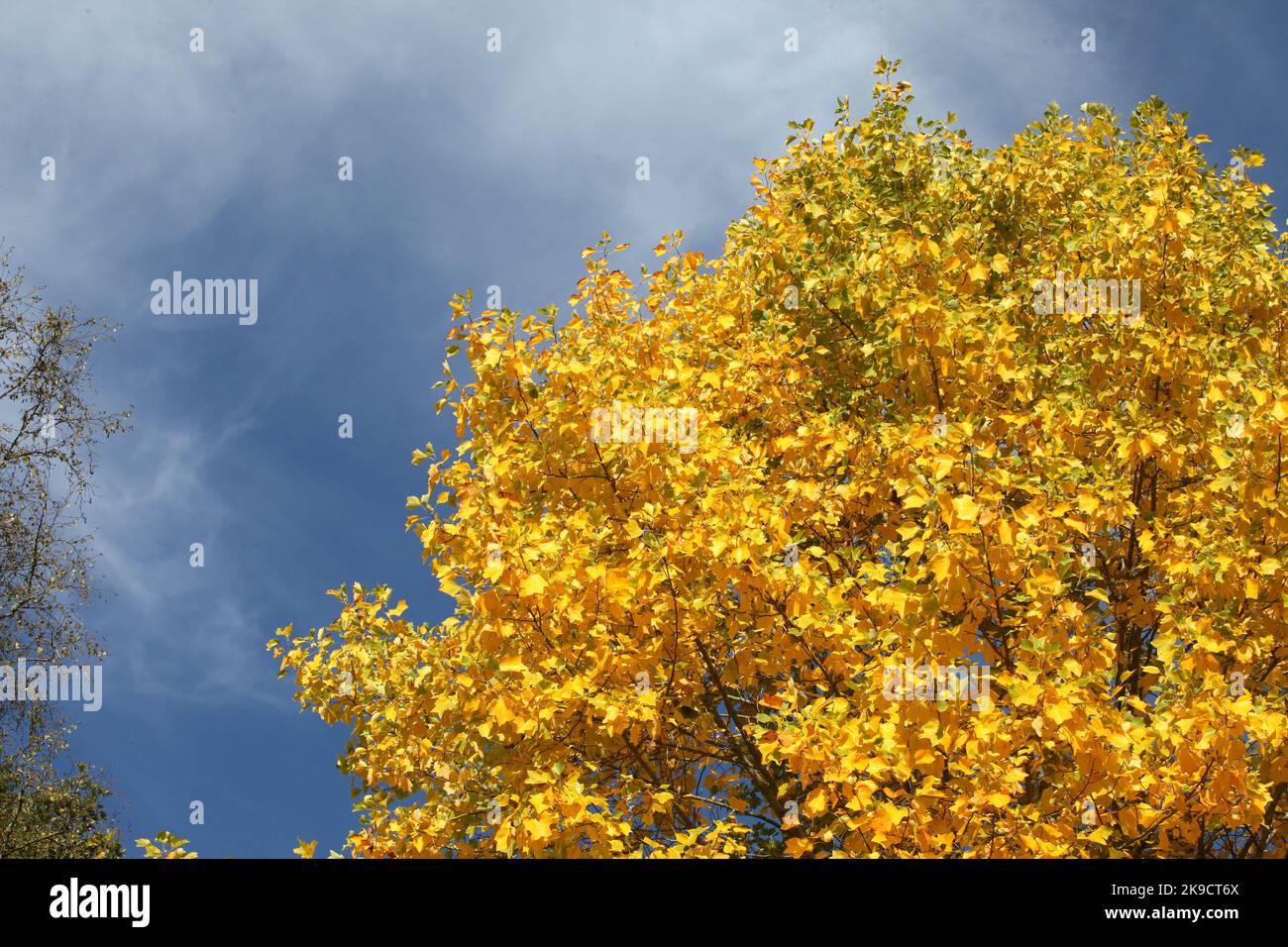 Die gelben Herbstfarben des Tulpenpappel-Baumes. Stockfoto