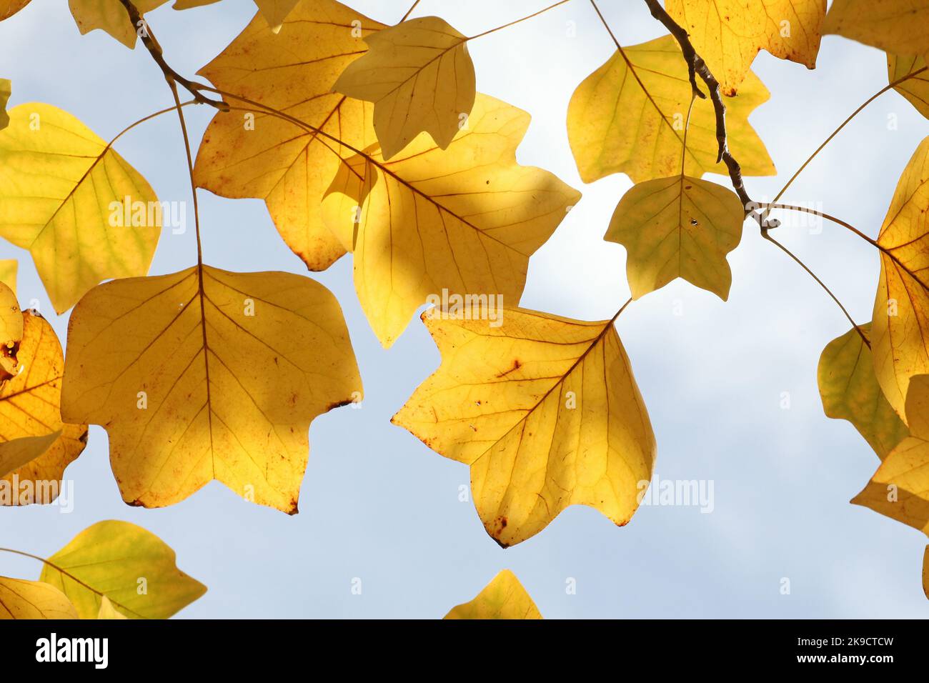 Die gelben Herbstfarben des Tulpenpappel-Baumes. Stockfoto