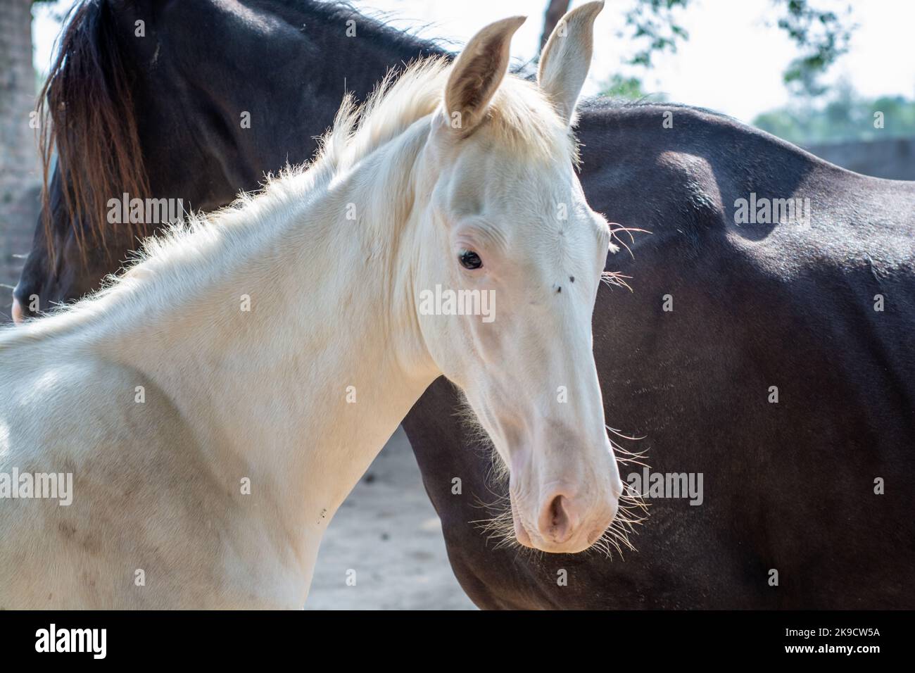 Ein junges weißes Pferd mit schwarzer Stute im Stall Stockfoto