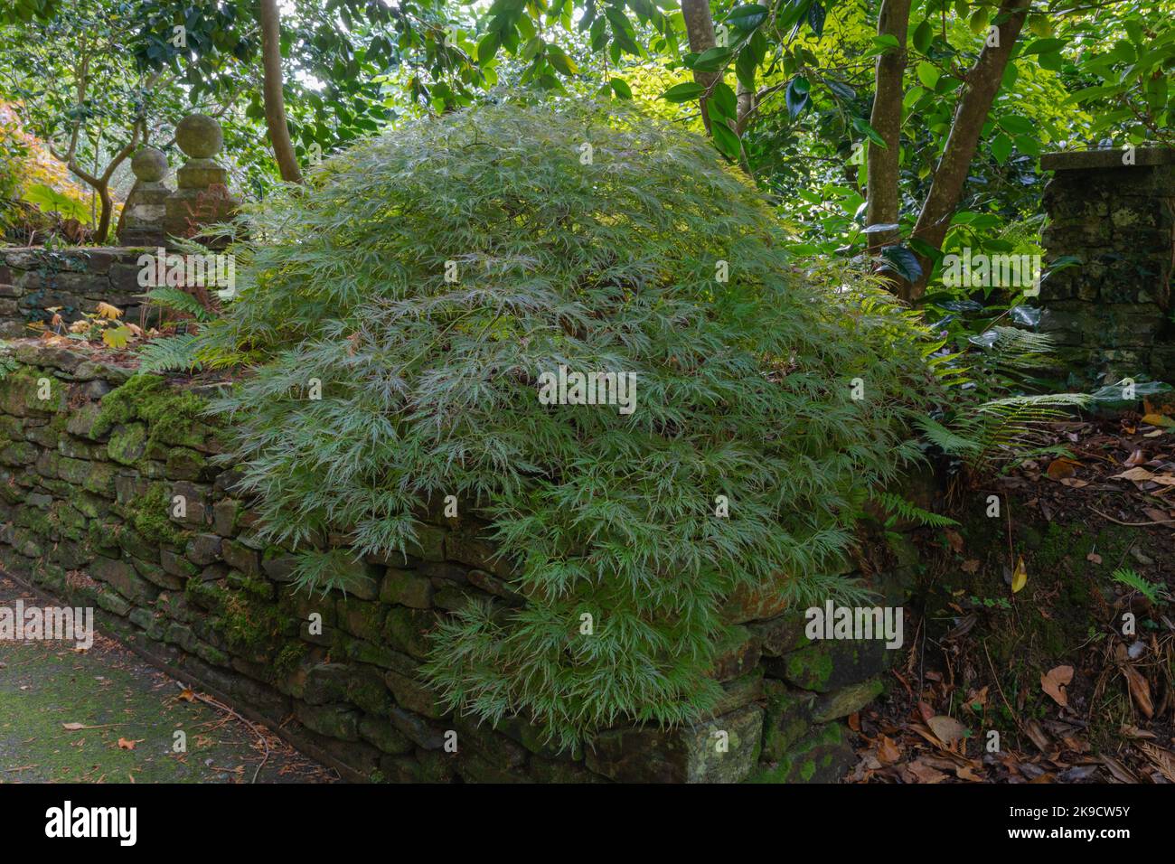 Melierte, bunte, lindgrüne lacey-Blätter des acer palmatum filigran Stockfoto