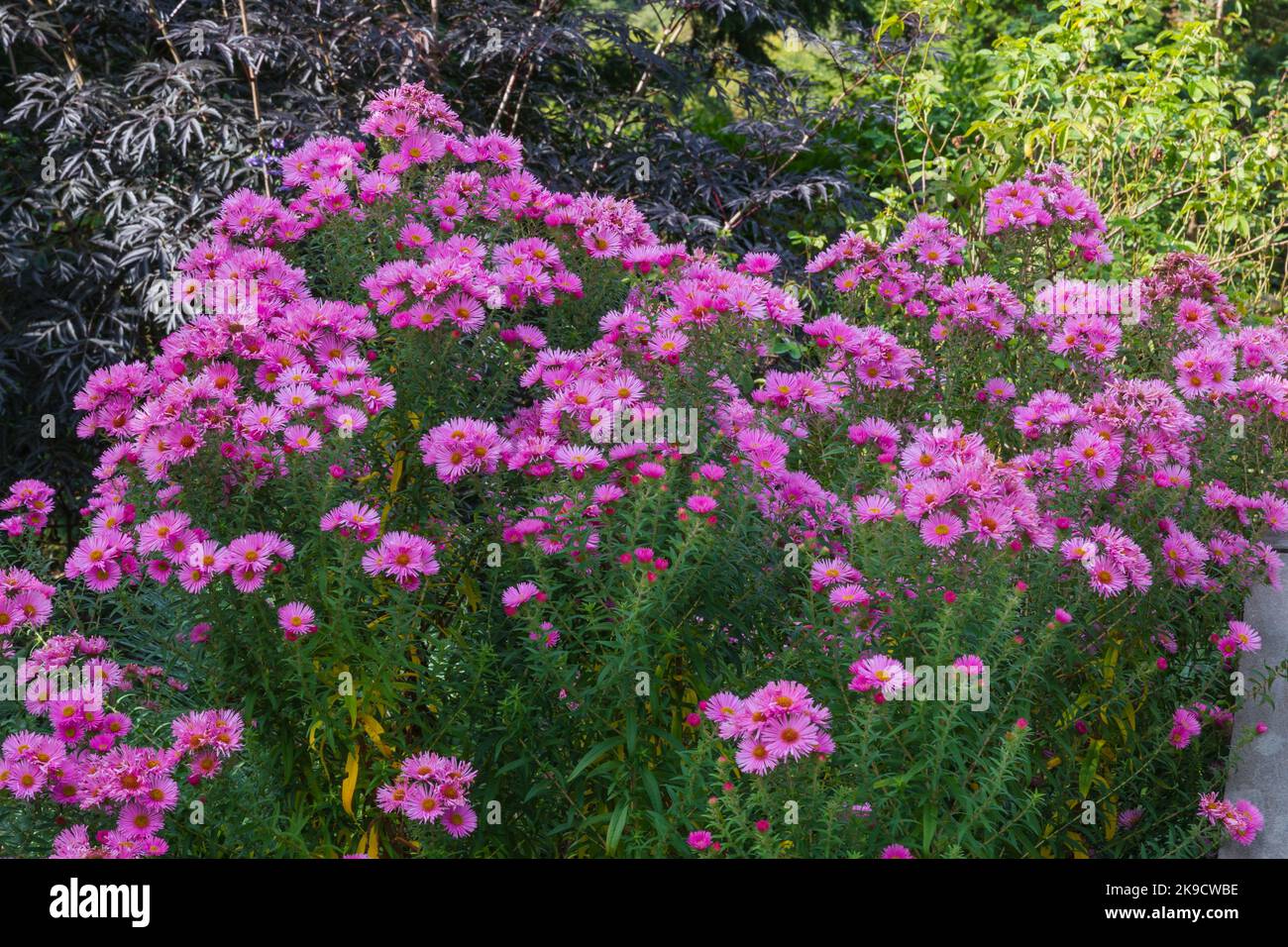 Rosa und gelbe Blüten der Gänseblümchen wie Aster amellus brilliant Stockfoto