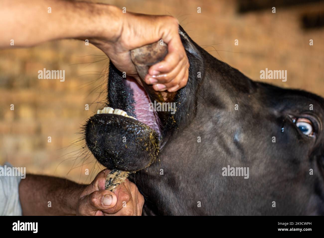 Tierärztliches Eingießen von Medikamenten in den Mund eines Büffels Stockfoto