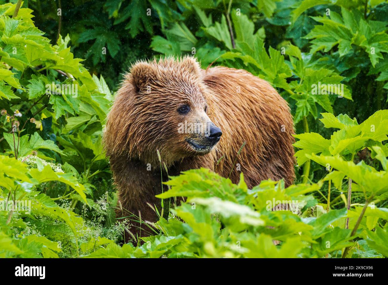 Braunbärenjunge; (Ursus arctos horribilis); Grizzly Bear; Ursus arctos horribilis; Frazer Lake; Kodiak Island National Wildlife Refuge, Alaska, USA Stockfoto