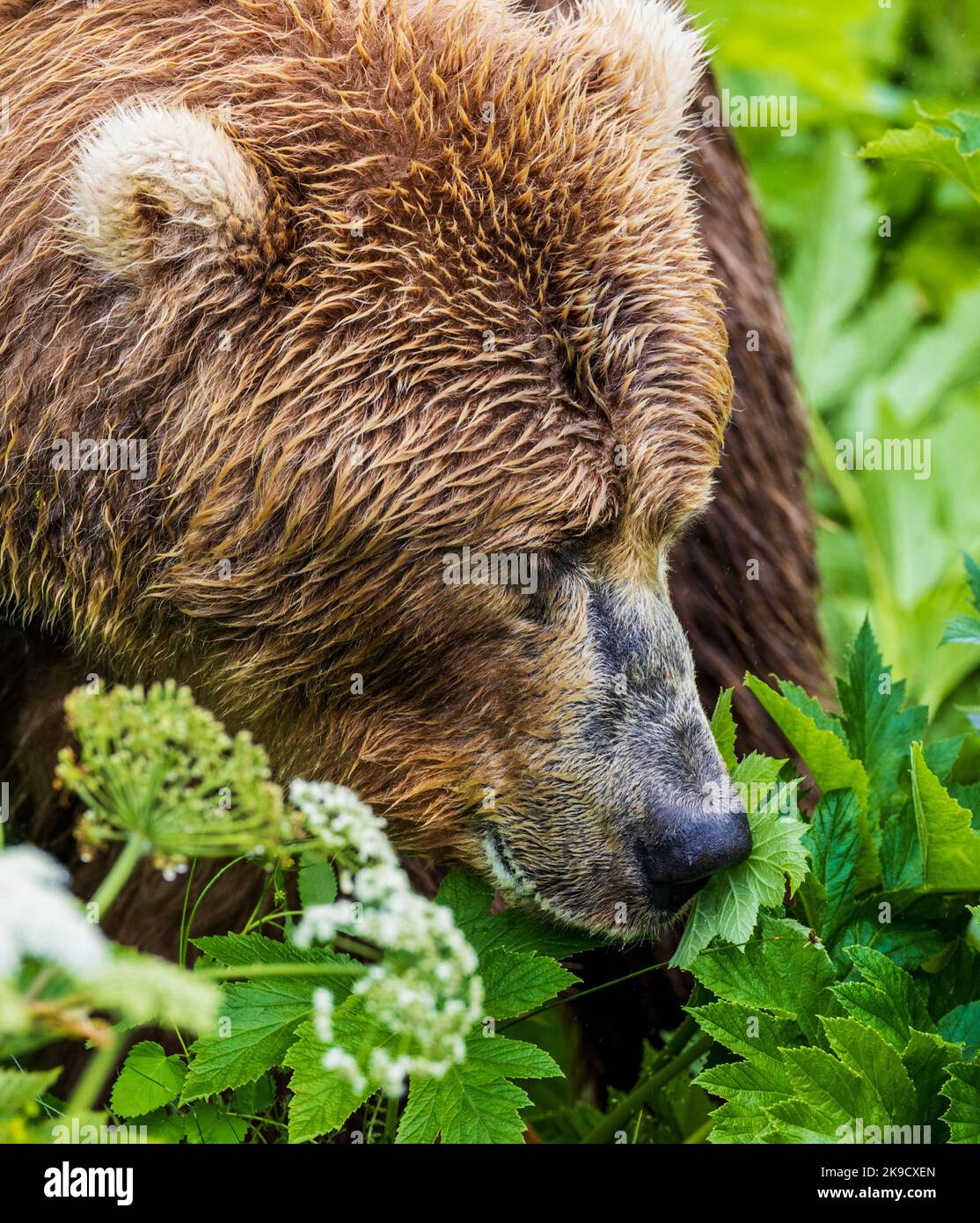 Braunbärenjunge; (Ursus arctos horribilis); Grizzly Bear; Ursus arctos horribilis; Frazer Lake; Kodiak Island National Wildlife Refuge, Alaska, USA Stockfoto