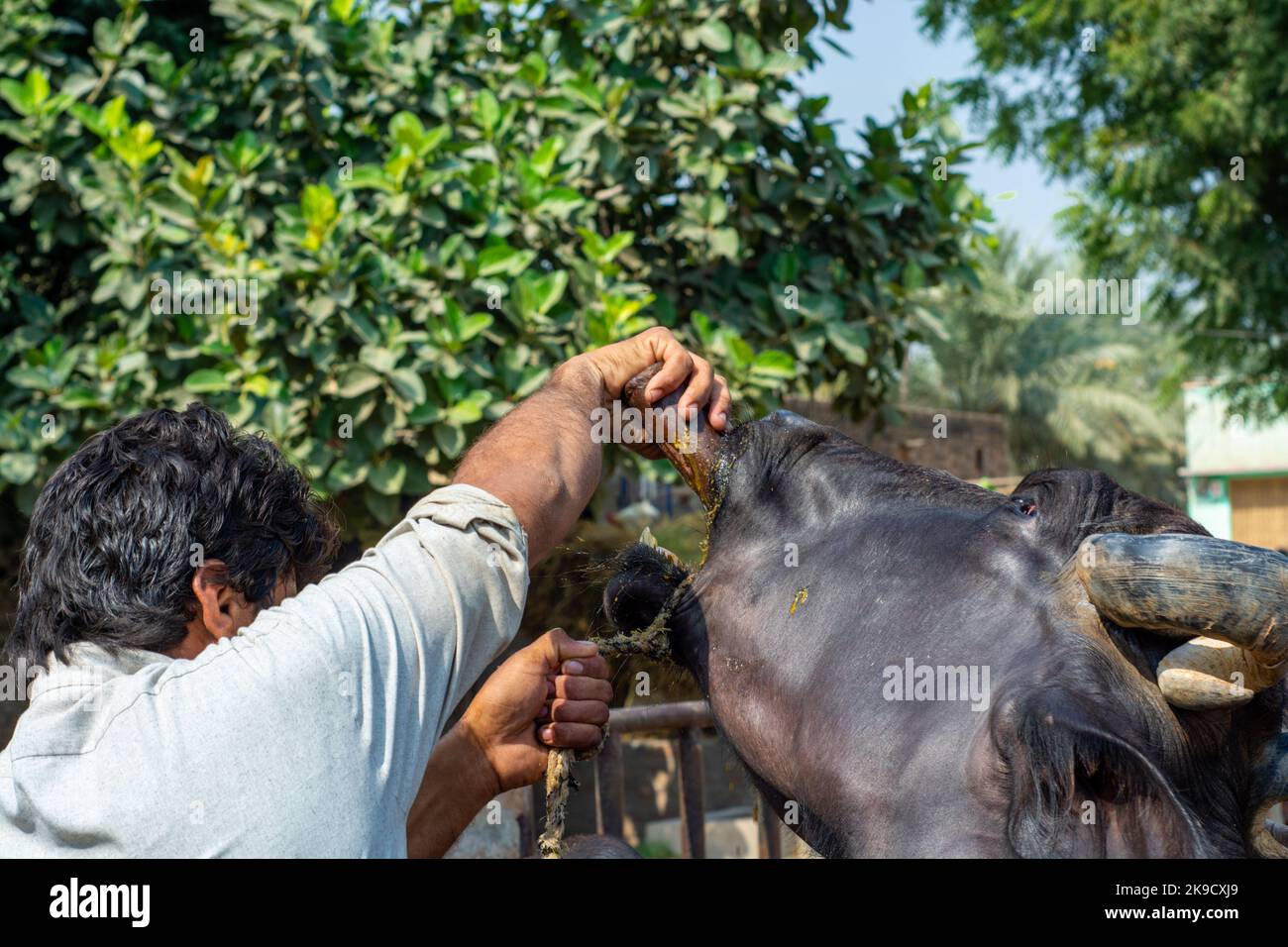 Nahaufnahme eines Vegetarier Arztes, der einem Büffel Medizin gibt Stockfoto