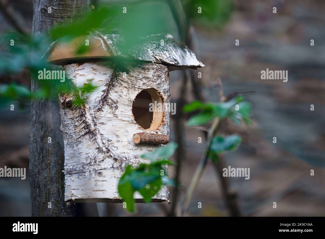 Ein altes Vogelhaus aus Holz auf einem Baum in einem Park. Ein einfaches Design eines Vogelhauses aus Birkenstämmen auf einem Baum Stockfoto