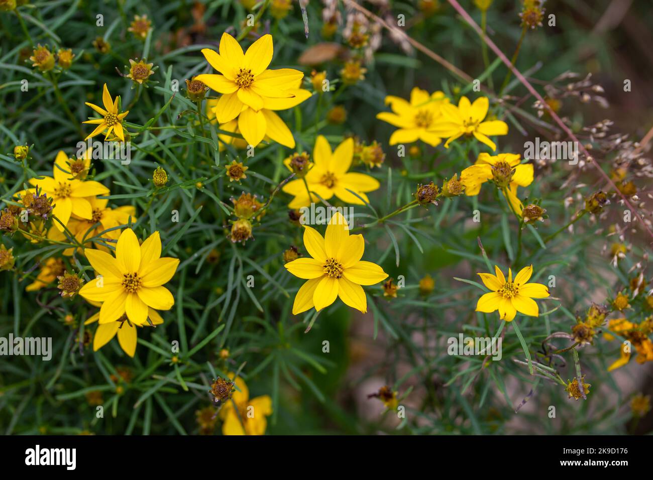 Makroansicht der gelben, wrrillen Ticksaat (coreopsis verticillata) Blüten in einem sonnigen Herbstgarten Stockfoto