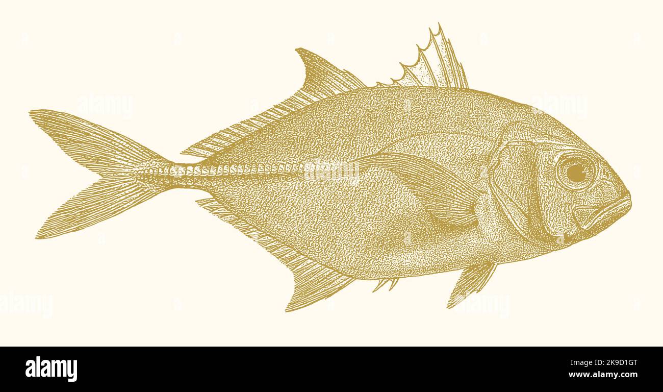 Crevalle Jack Caranx Nilpferde, Meeresfische in der Seitenansicht Stock Vektor