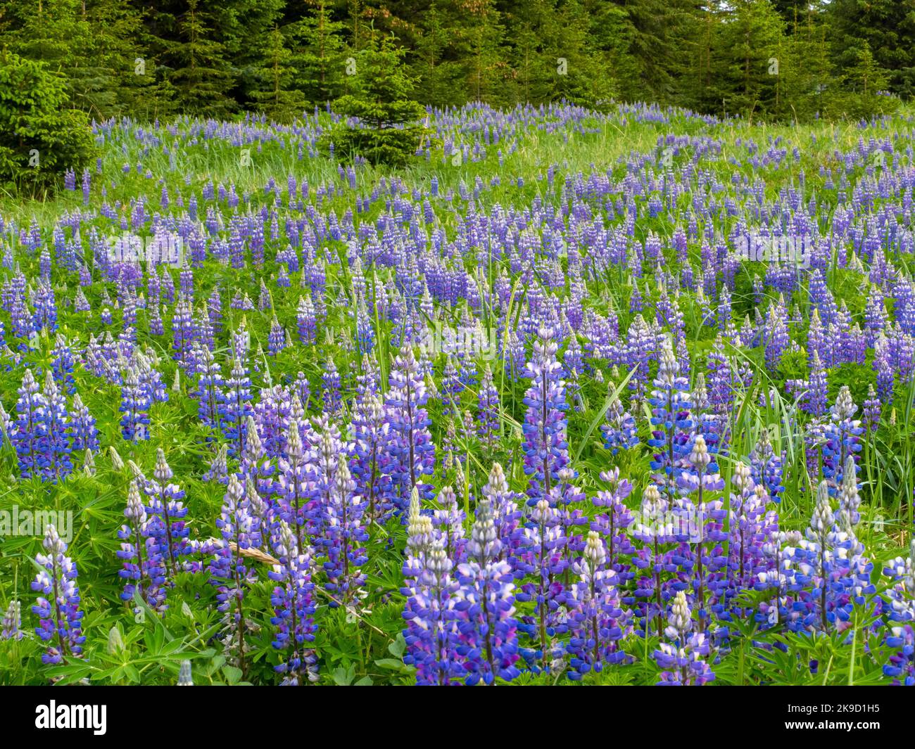 Lupine Fields, Lake Clark National Park, Alaska. Stockfoto