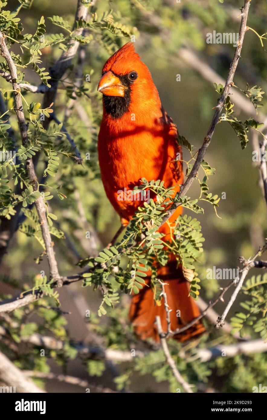 Northern cardinal, Marana, in der Nähe von Tucson, Arizona. Stockfoto