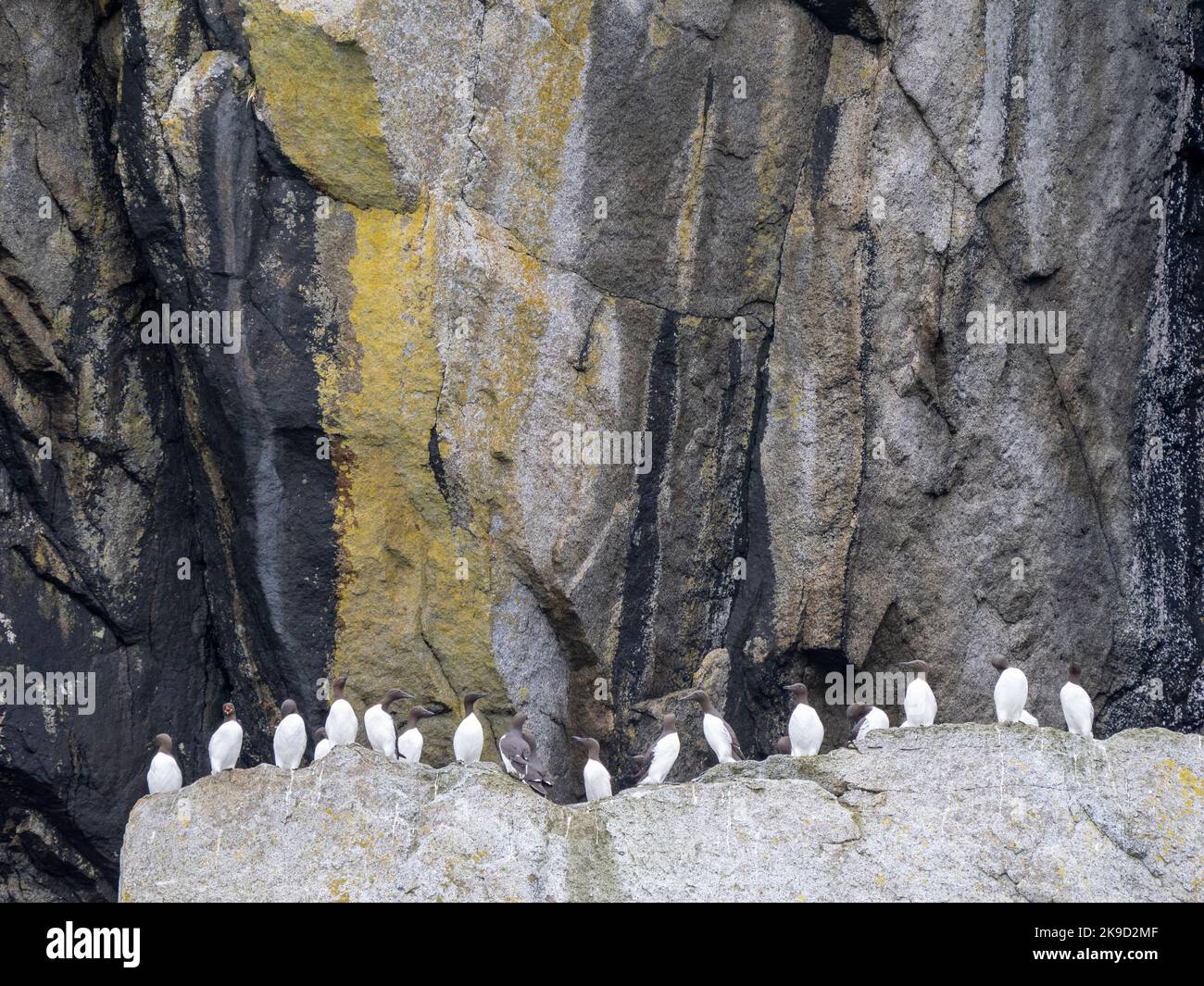 Gemeine Murres. Es sieht so aus, als ob es auch einen dicken Murre geben könnte. Kenai Fjords National Park, in der Nähe von Seward, Alaska Stockfoto