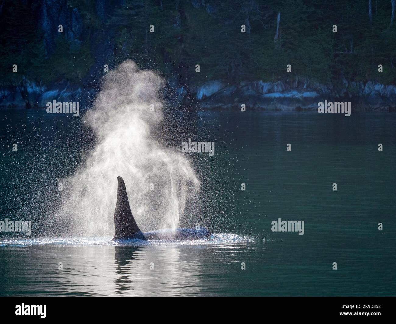 Orca, Kenai Fjords National Park, in der Nähe von Seward, Alaska. Stockfoto