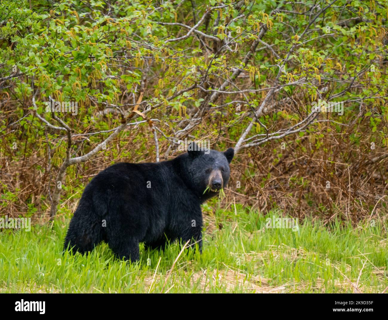 Black Bear, Kenai Fjords National Park, in der Nähe von Seward, Alaska. Stockfoto