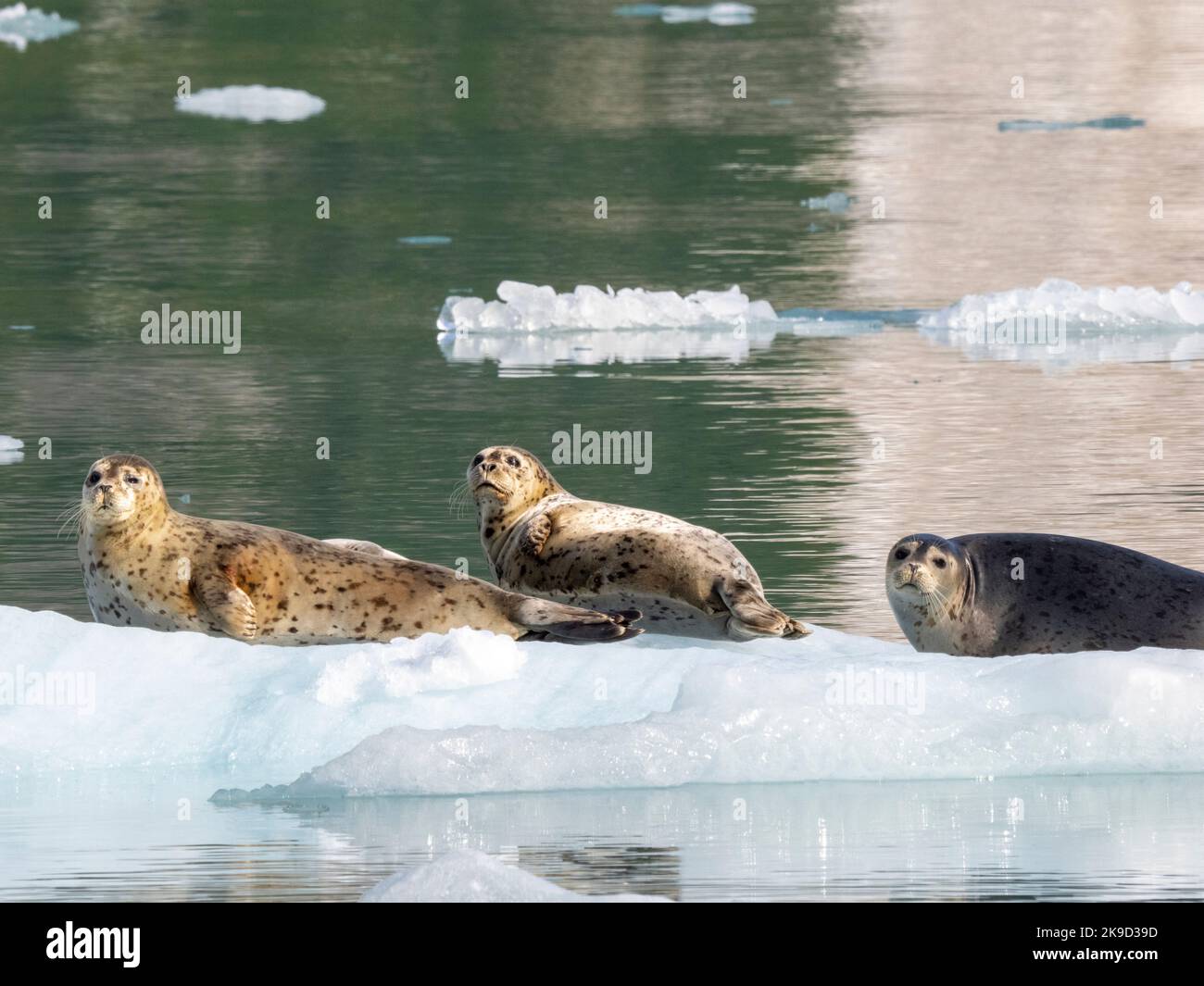 Harbour Seals, Kenai Fjords National Park, in der Nähe von Seward, Alaska. Stockfoto