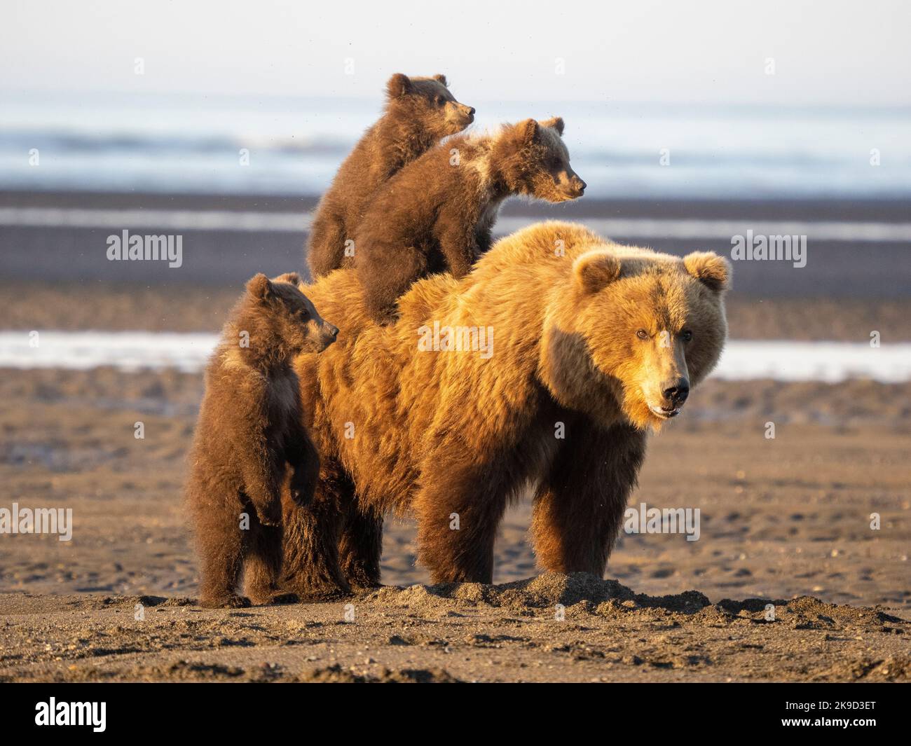 Braun / Grizzly Bear Lake-Clark-Nationalpark, Alaska. Stockfoto